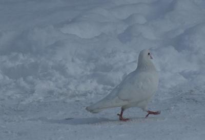 Прикрепленное изображение: pb55-1.jpg